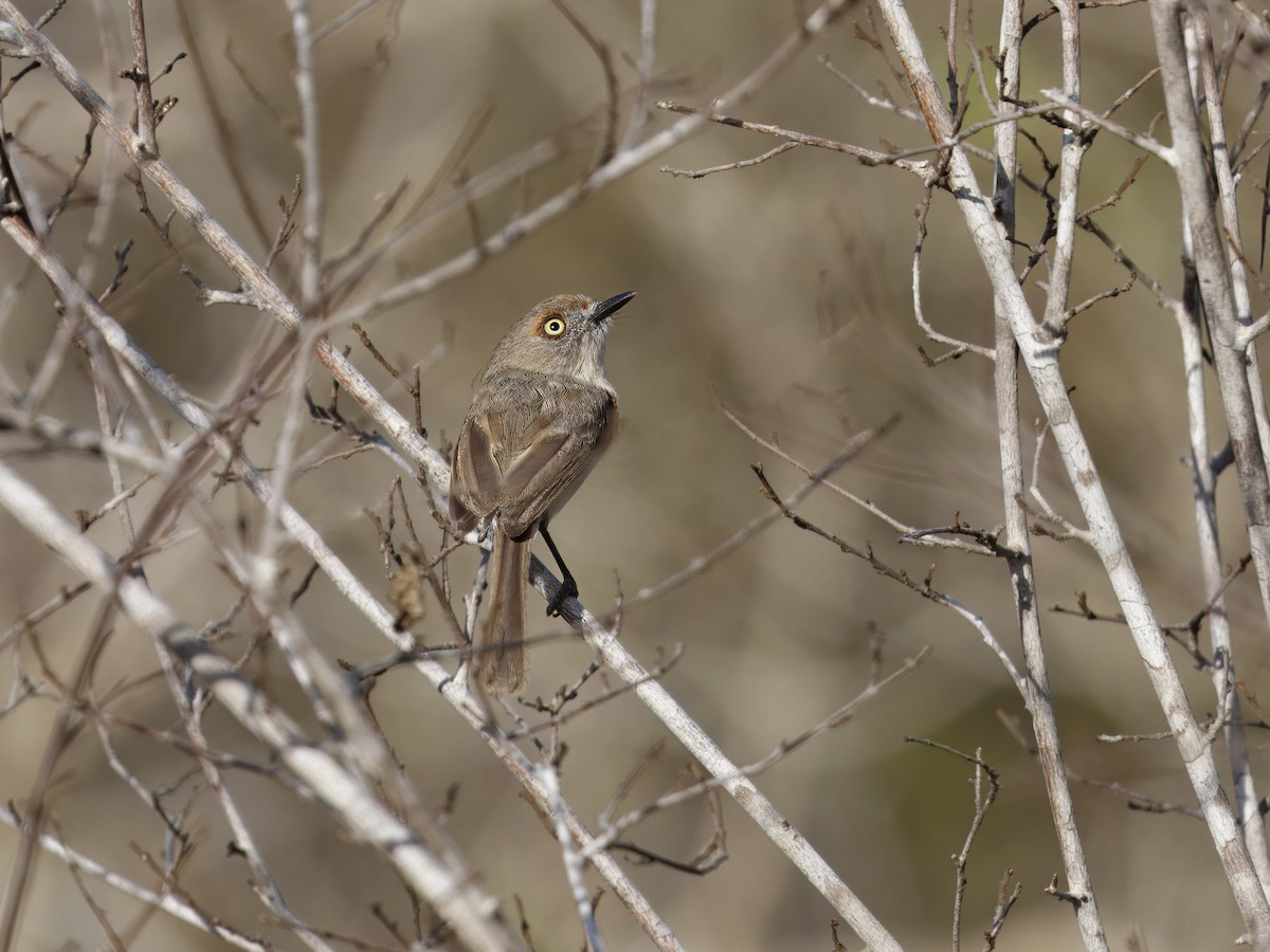 Archbold's Newtonia - ML646307557