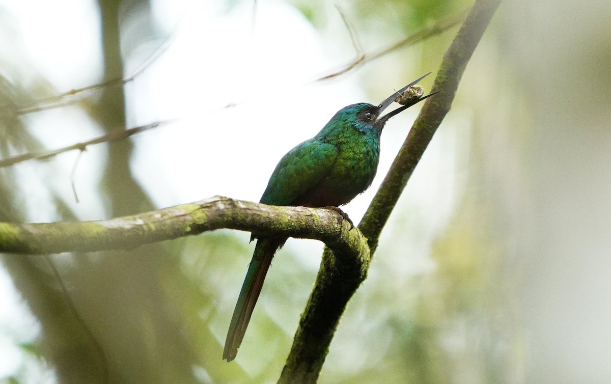 Bluish-fronted Jacamar - ML646307558