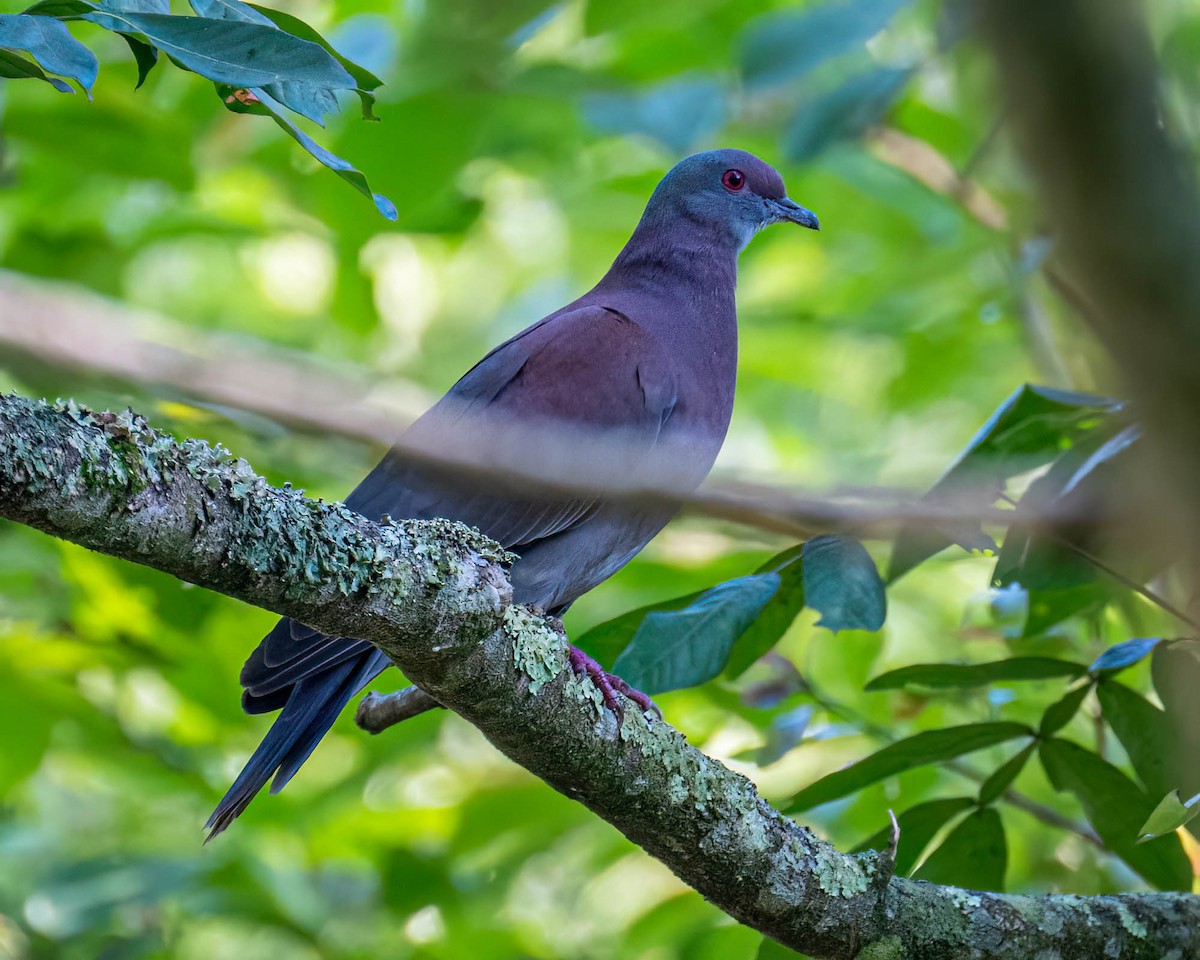 Paloma Colorada - ML646307559