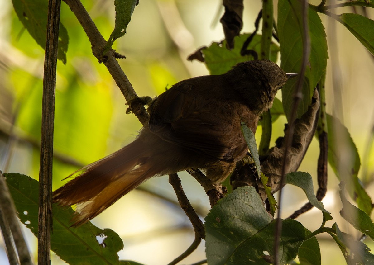 Montane Foliage-gleaner - ML646307562