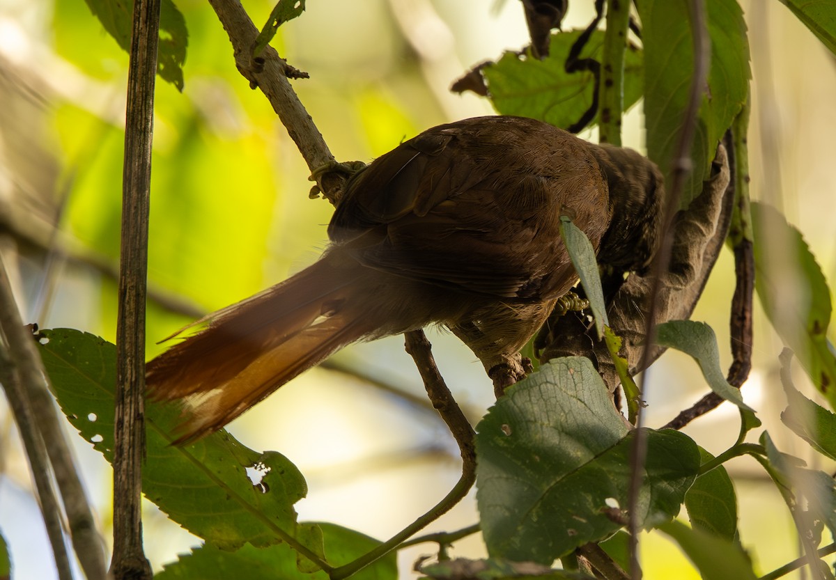 Montane Foliage-gleaner - ML646307563