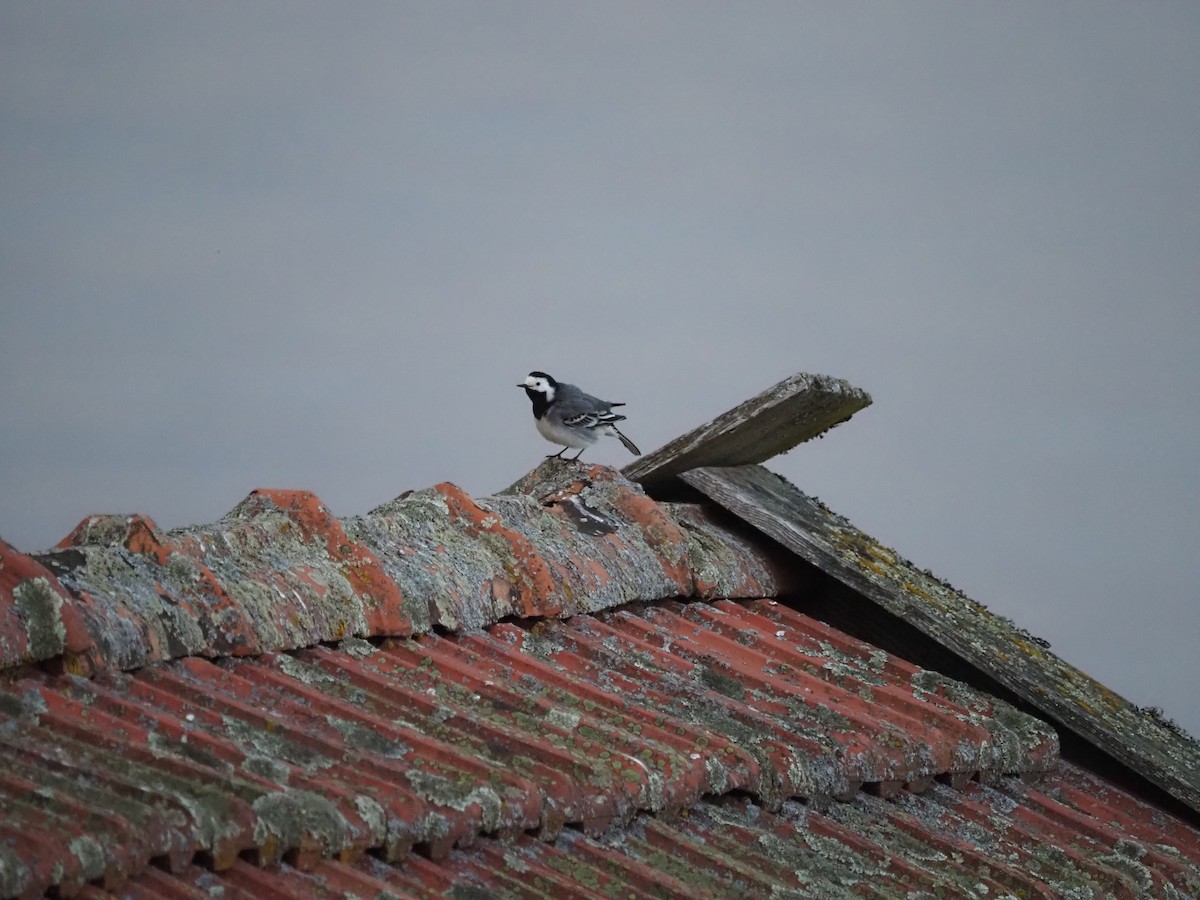 konipas bílý - ML646307564