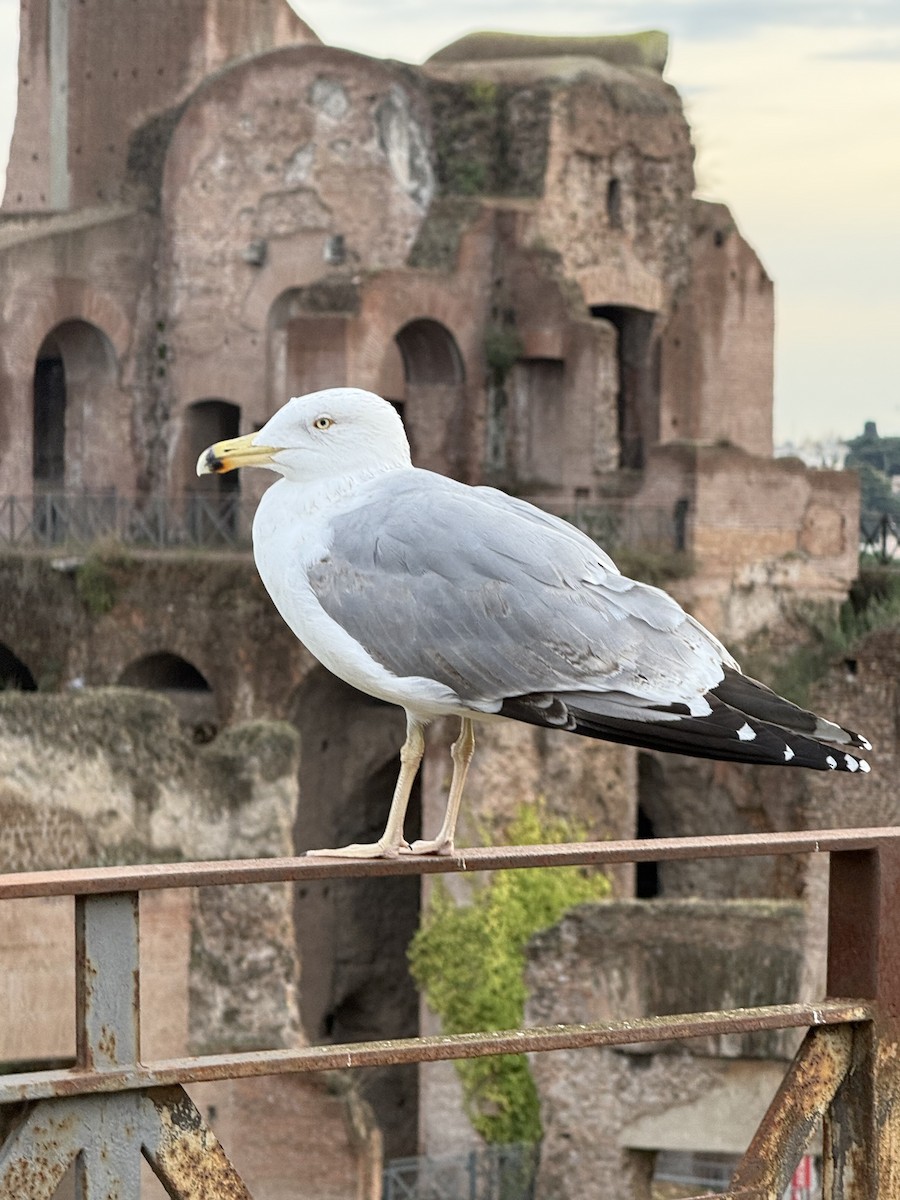 Yellow-legged Gull - ML646307567