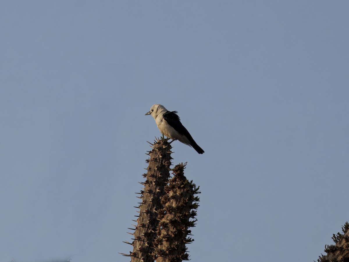White-headed Vanga - ML646307568