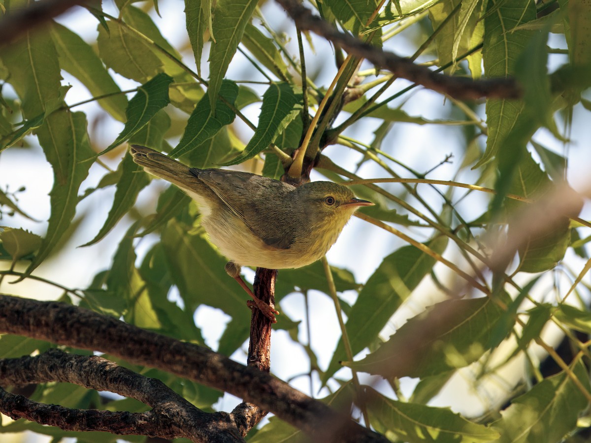 Stripe-throated Jery (Subdesert) - ML646307578