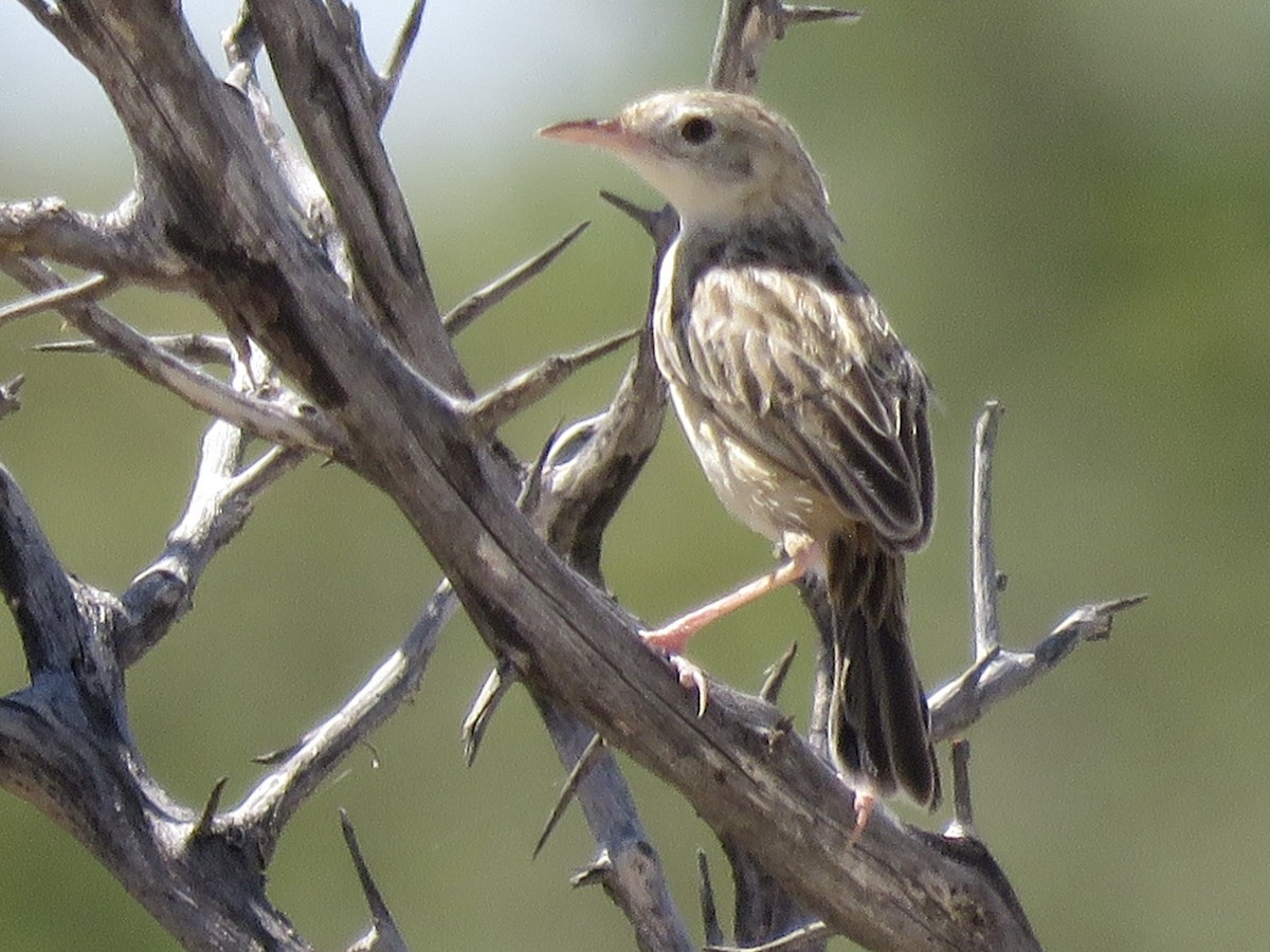 cistovník suchomilný - ML646307580