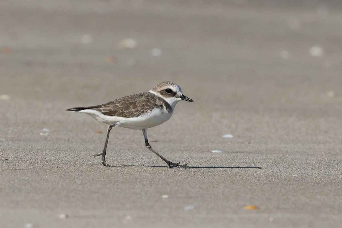 Fratino - ML646307581