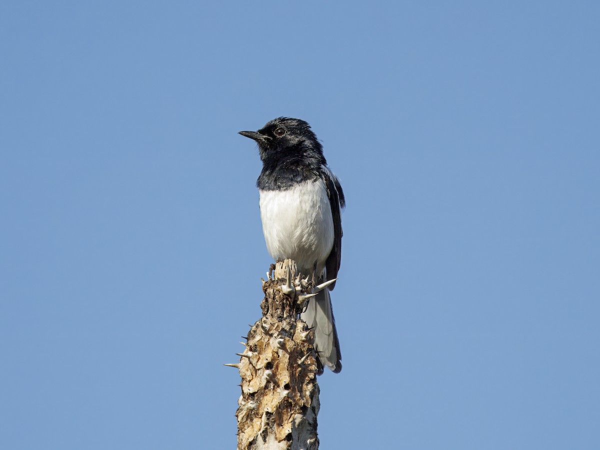 Madagascar Magpie-Robin (White-winged) - ML646307582