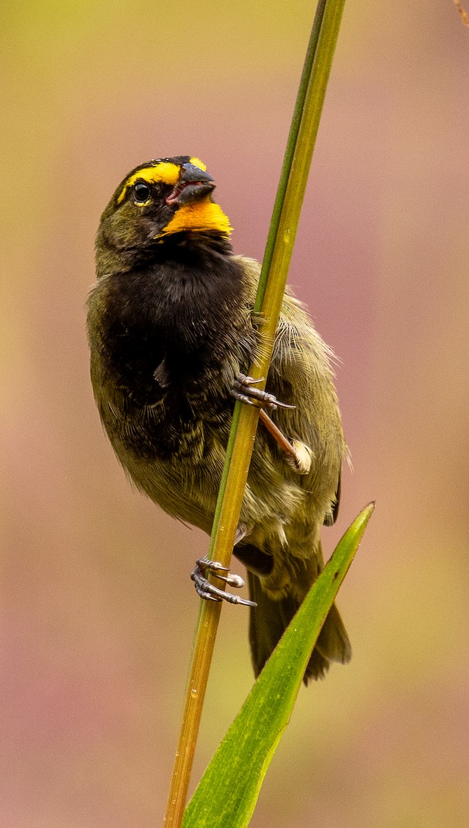 Yellow-faced Grassquit - ML646307586