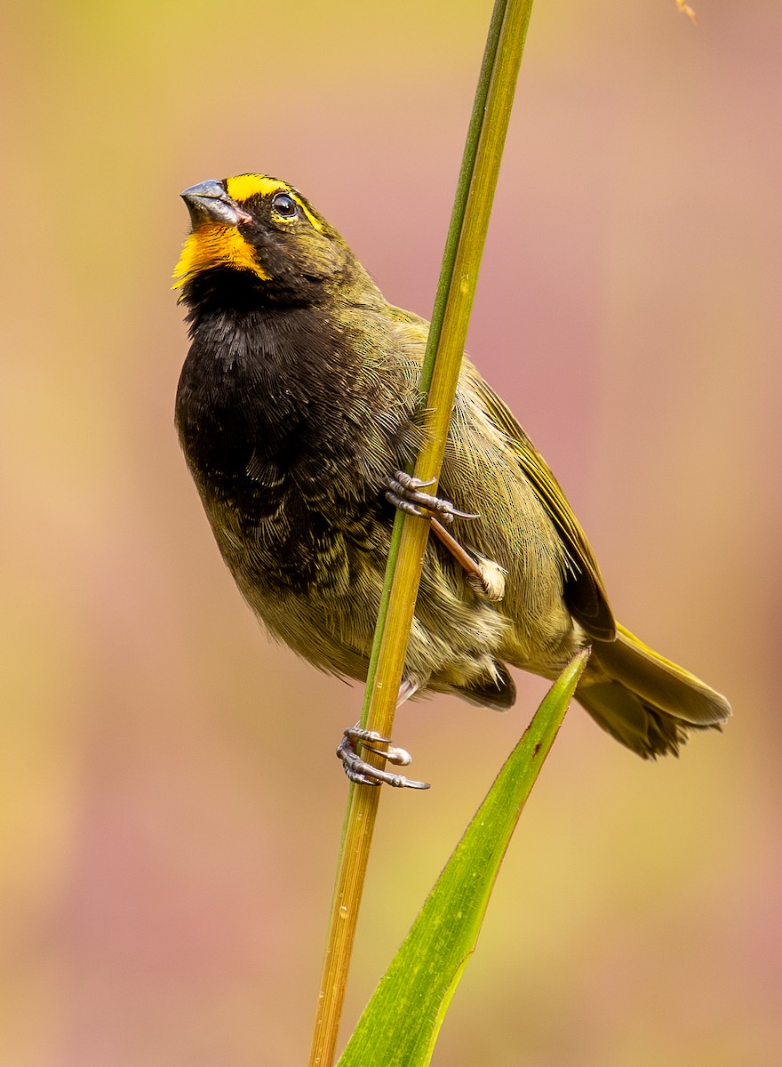 Yellow-faced Grassquit - ML646307587