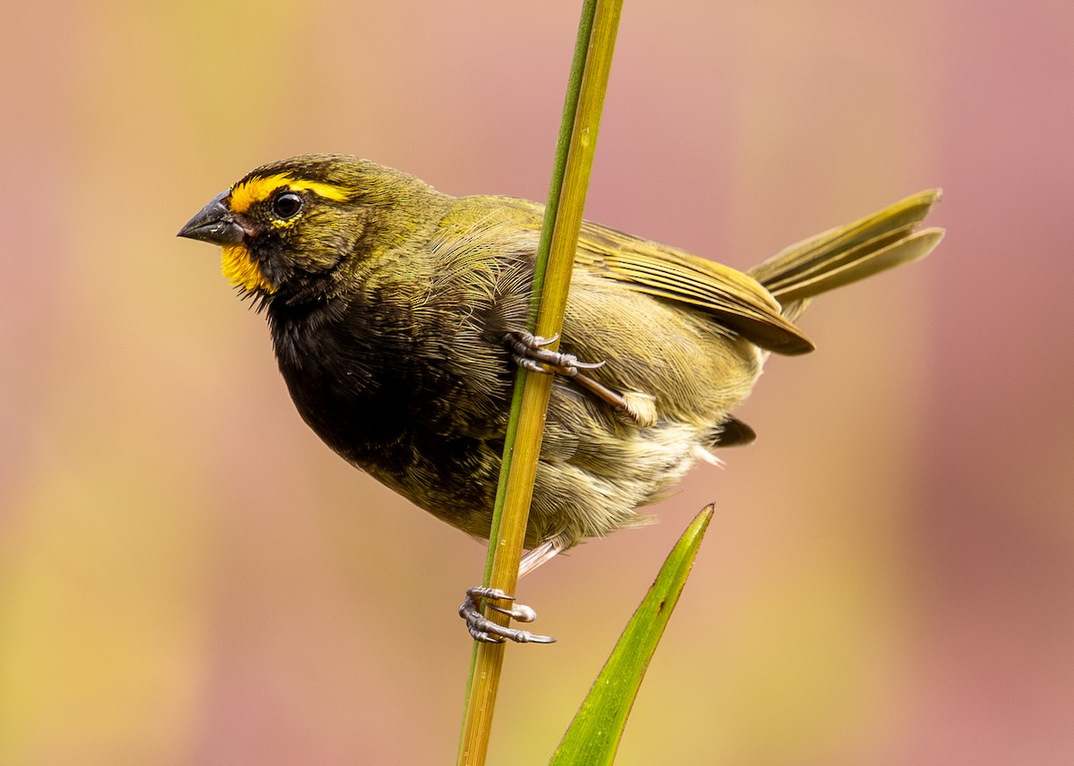 Yellow-faced Grassquit - ML646307588