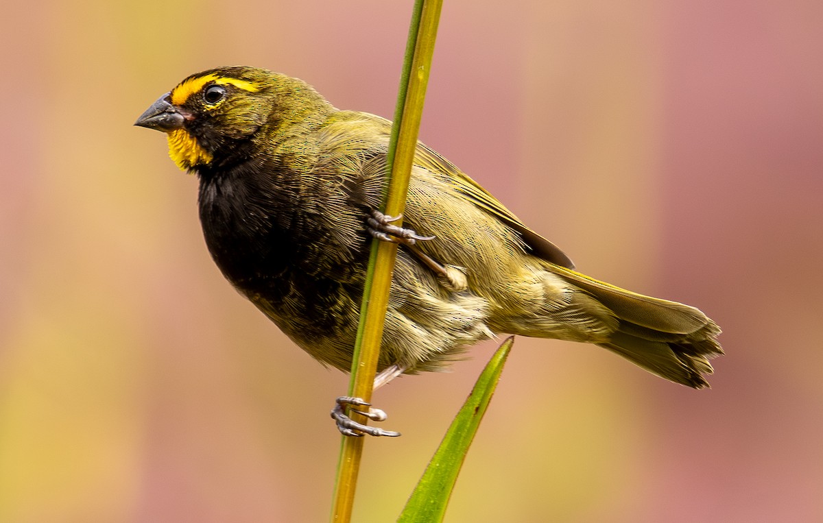 Yellow-faced Grassquit - ML646307589