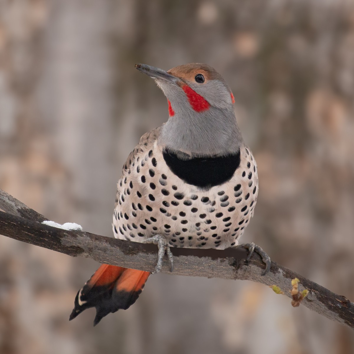 Northern Flicker (Yellow-shafted x Red-shafted) - ML646307595