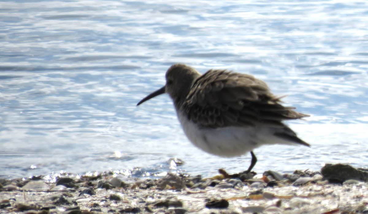 Dunlin - ML646307596