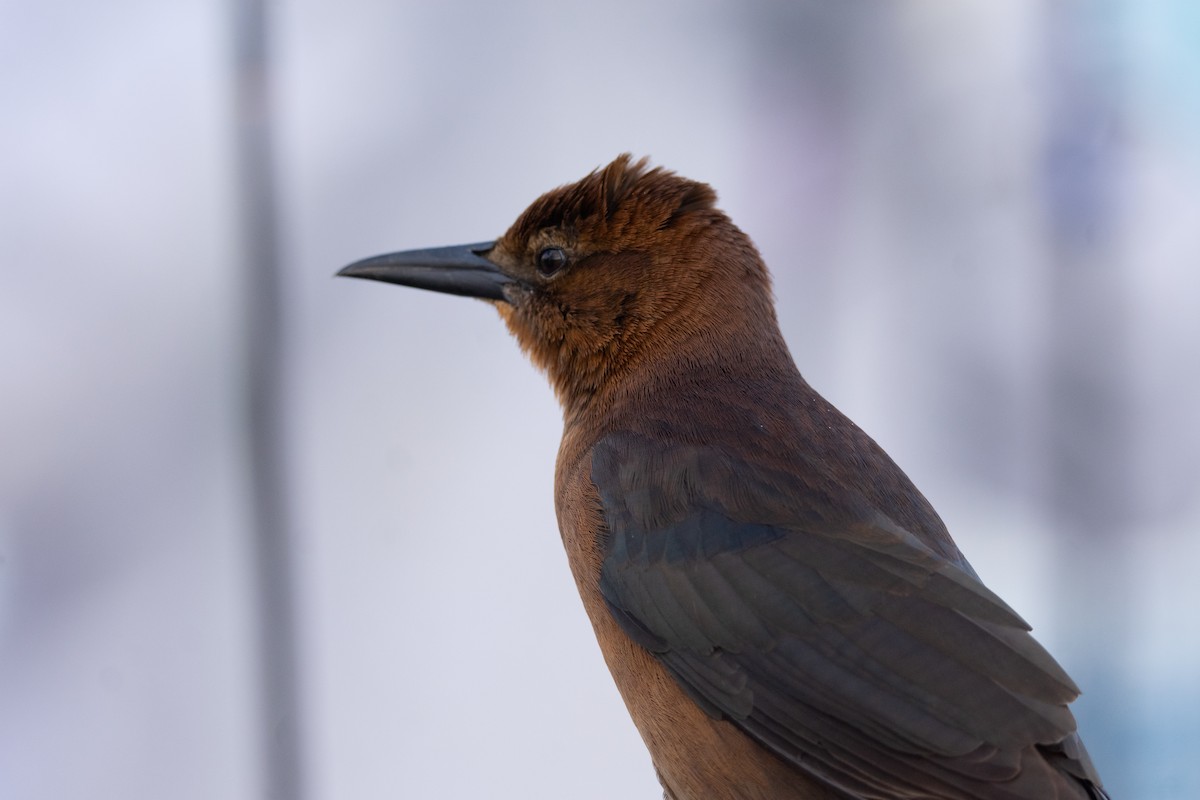 vlhovec člunoocasý - ML646307597