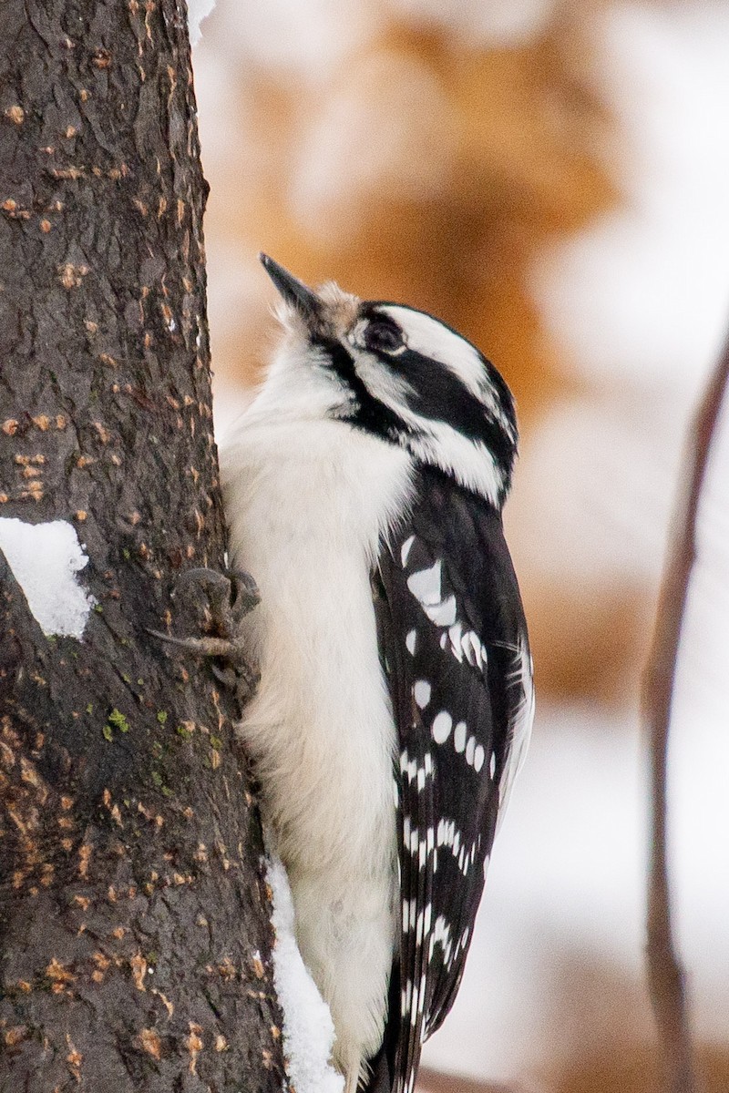 Downy Woodpecker - ML646307600