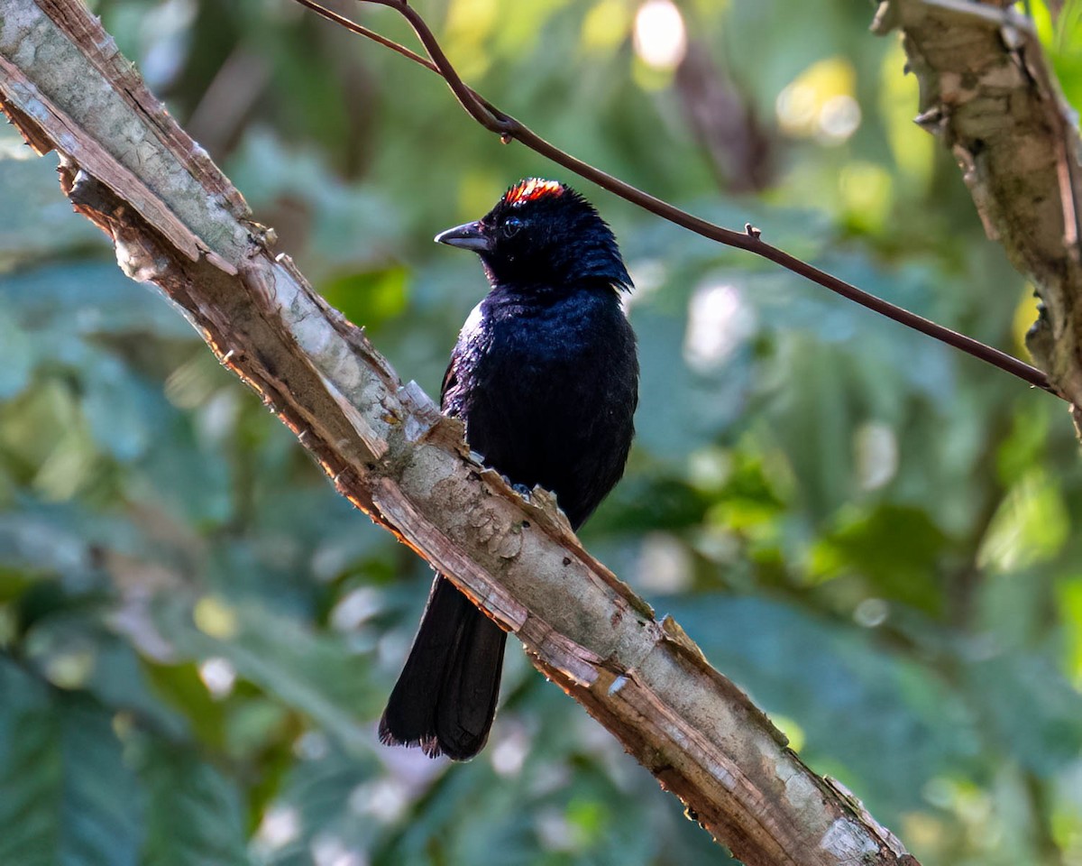 Ruby-crowned Tanager - ML646307609