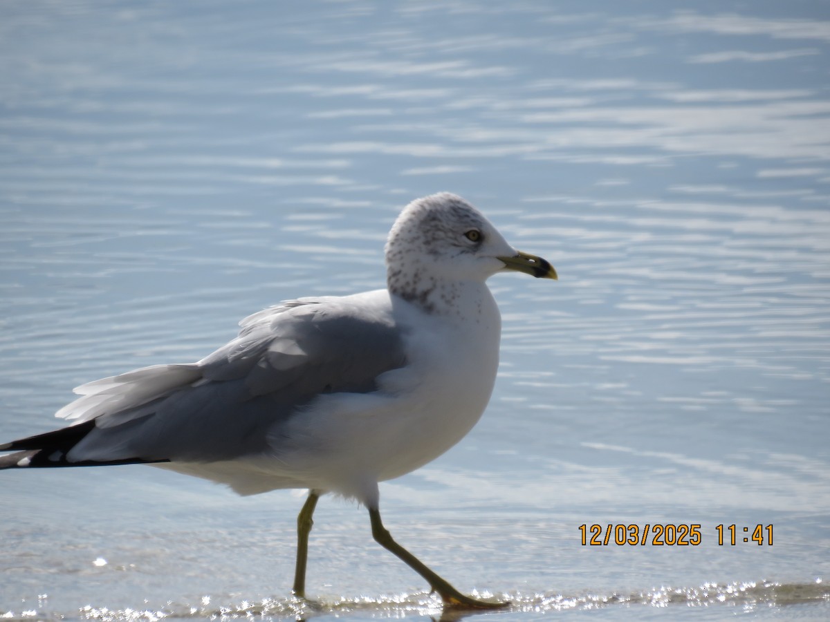 racek kroužkozobý - ML646307610