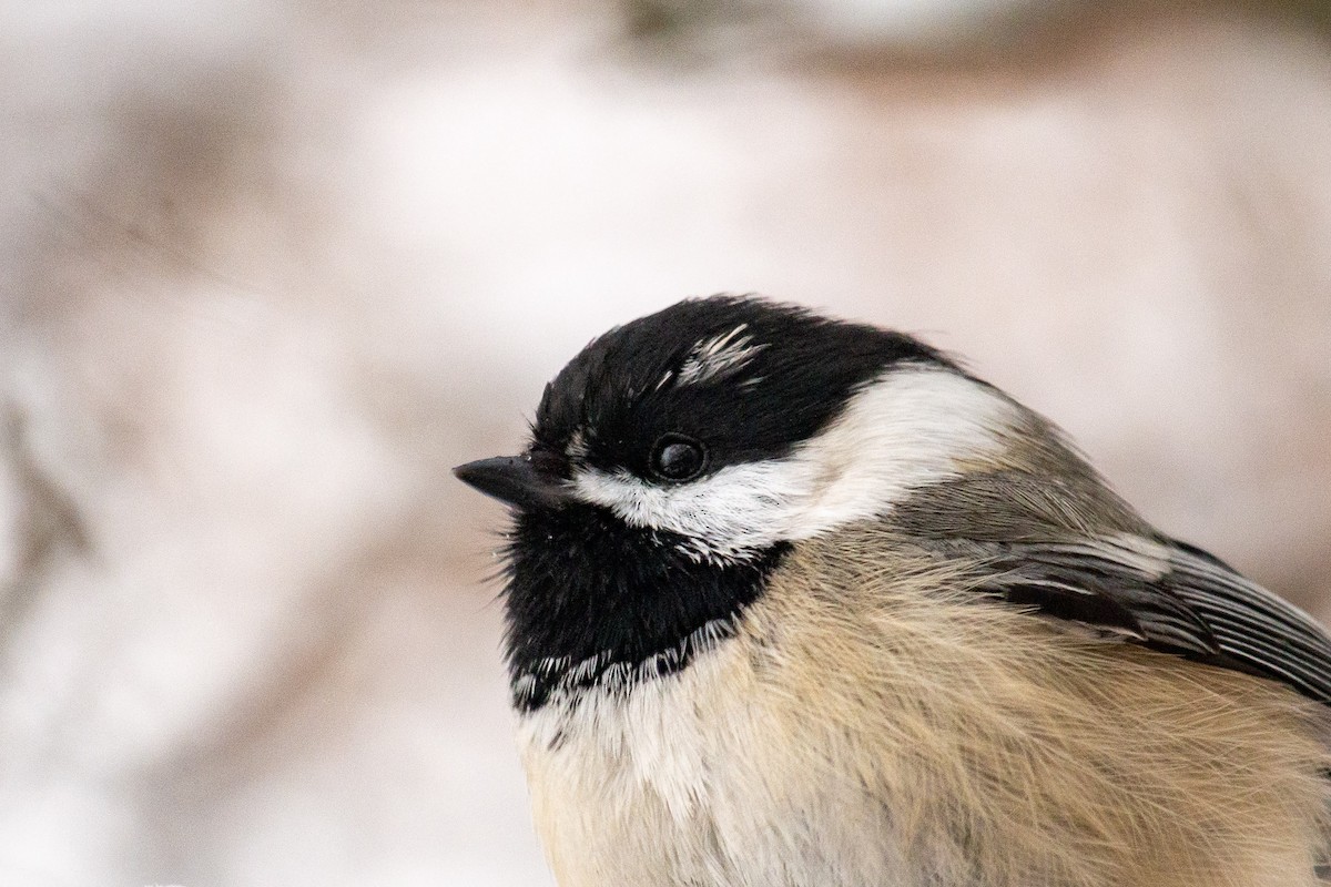 Black-capped x Mountain Chickadee (hybrid) - ML646307611