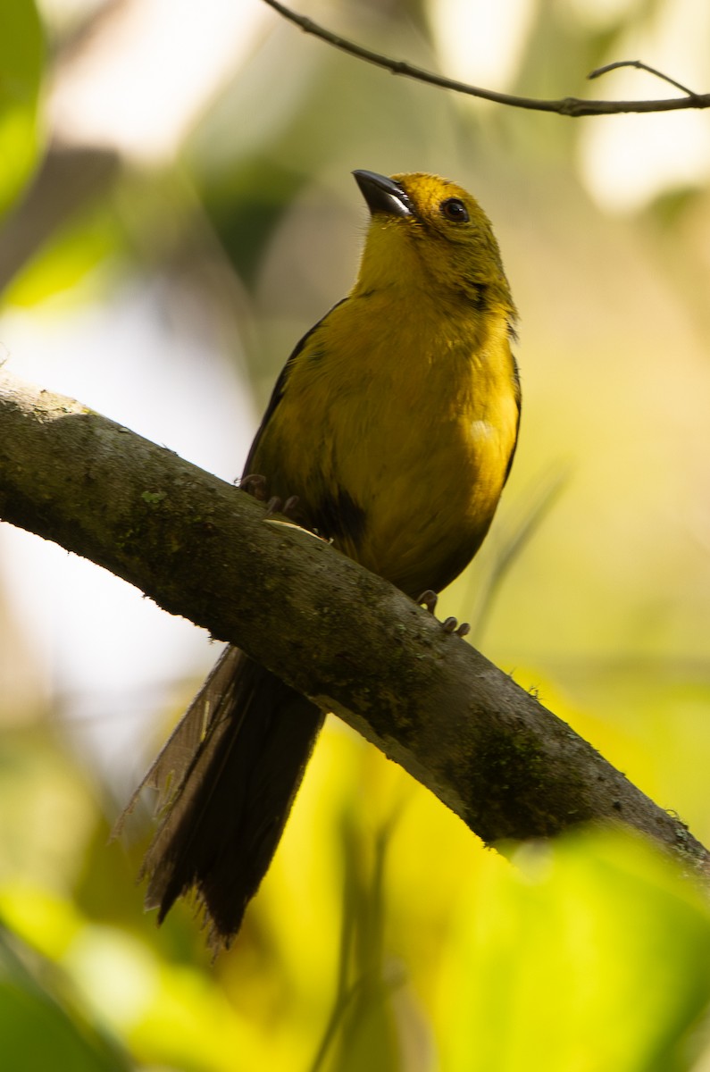 Yellow-headed Brushfinch - ML646307612
