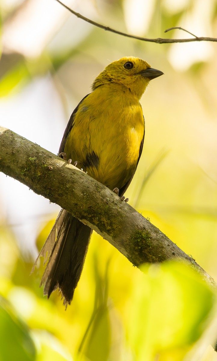 Yellow-headed Brushfinch - ML646307613