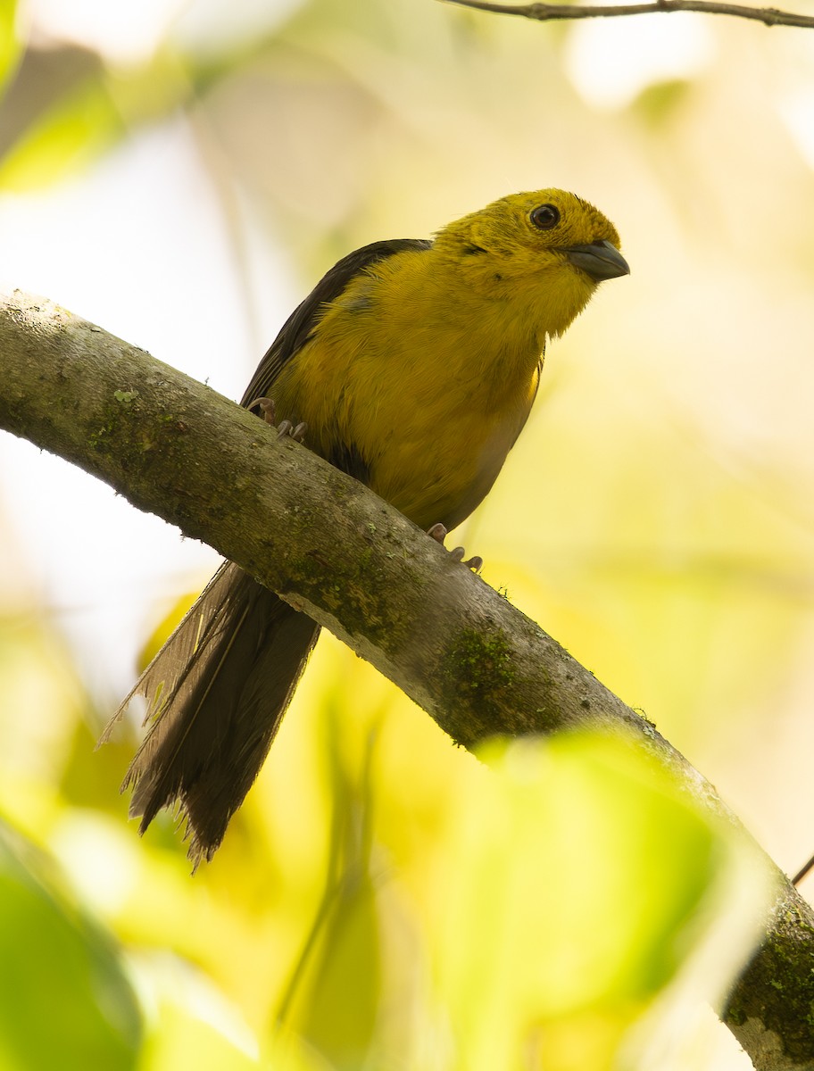 Yellow-headed Brushfinch - ML646307614
