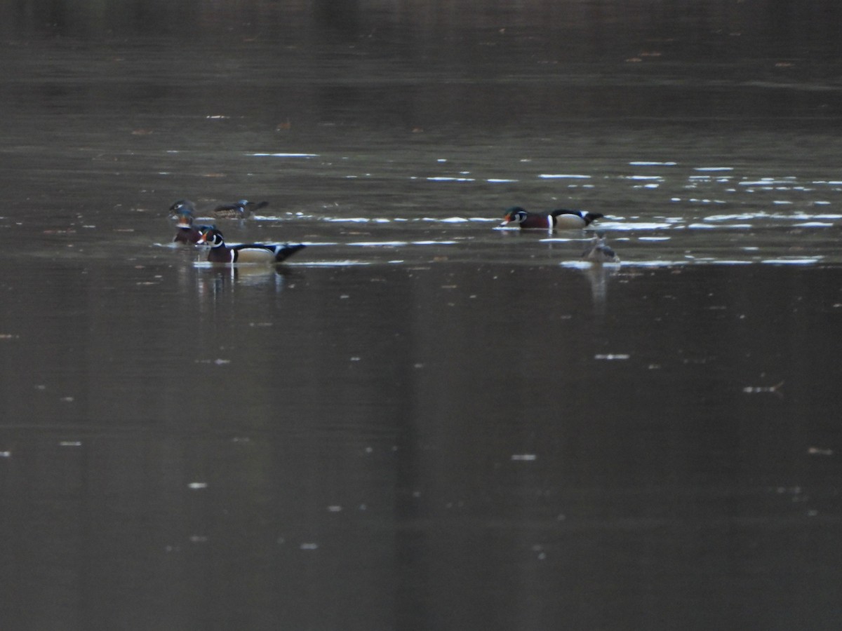 kachnička karolínská - ML646307615