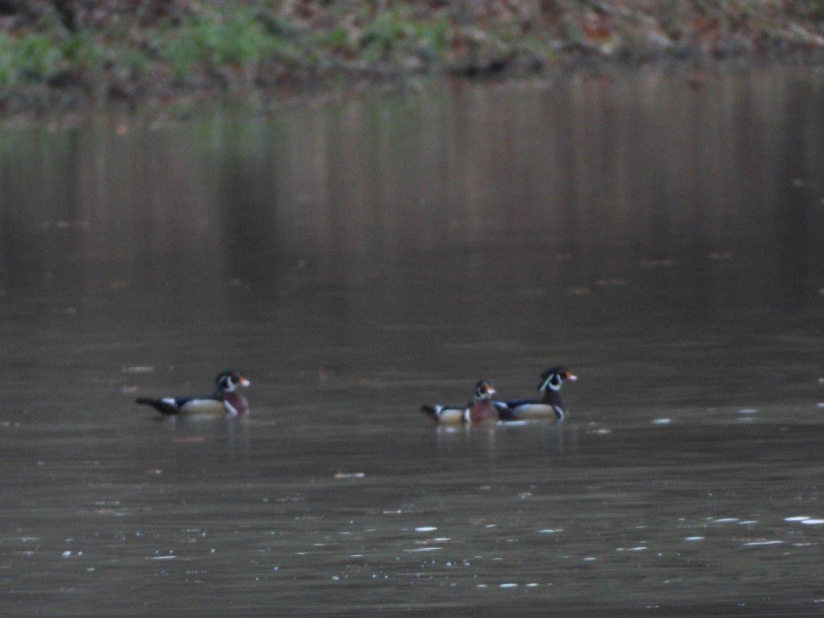 kachnička karolínská - ML646307616
