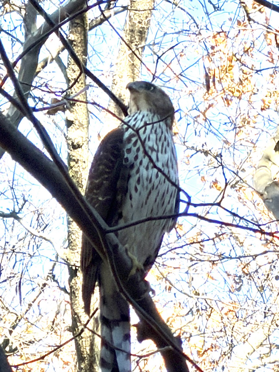 jestřáb americký - ML646307618