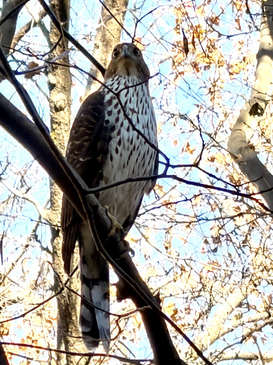 jestřáb americký - ML646307619