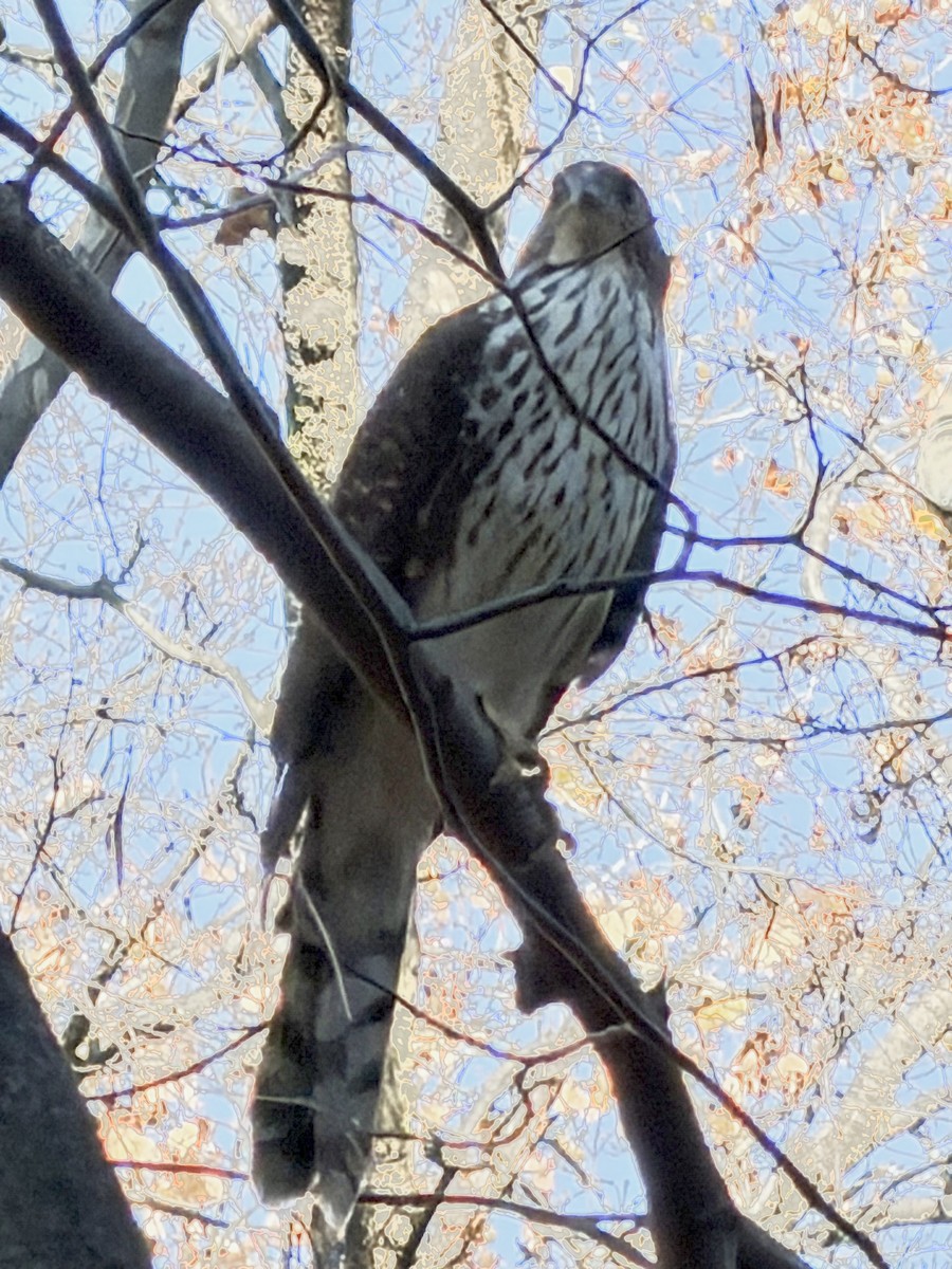 jestřáb americký - ML646307620