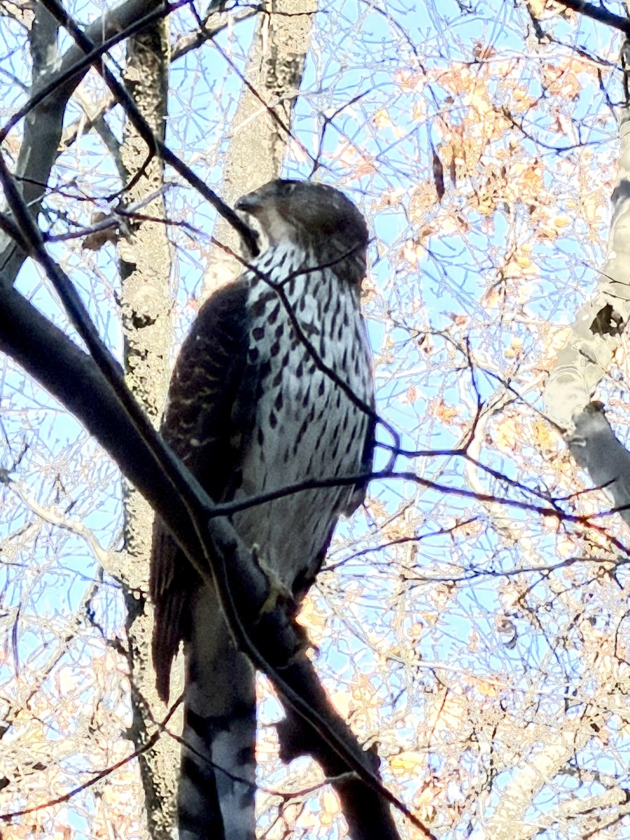 jestřáb americký - ML646307621