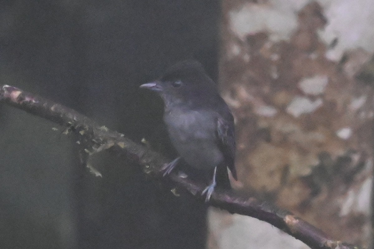 One-colored Becard - ML646307622