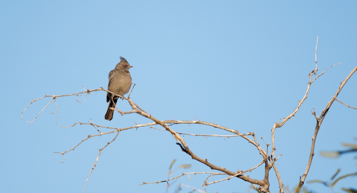 palmovník tmavý - ML646307623