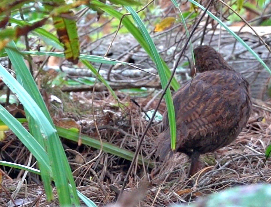 chřástal weka - ML646307624