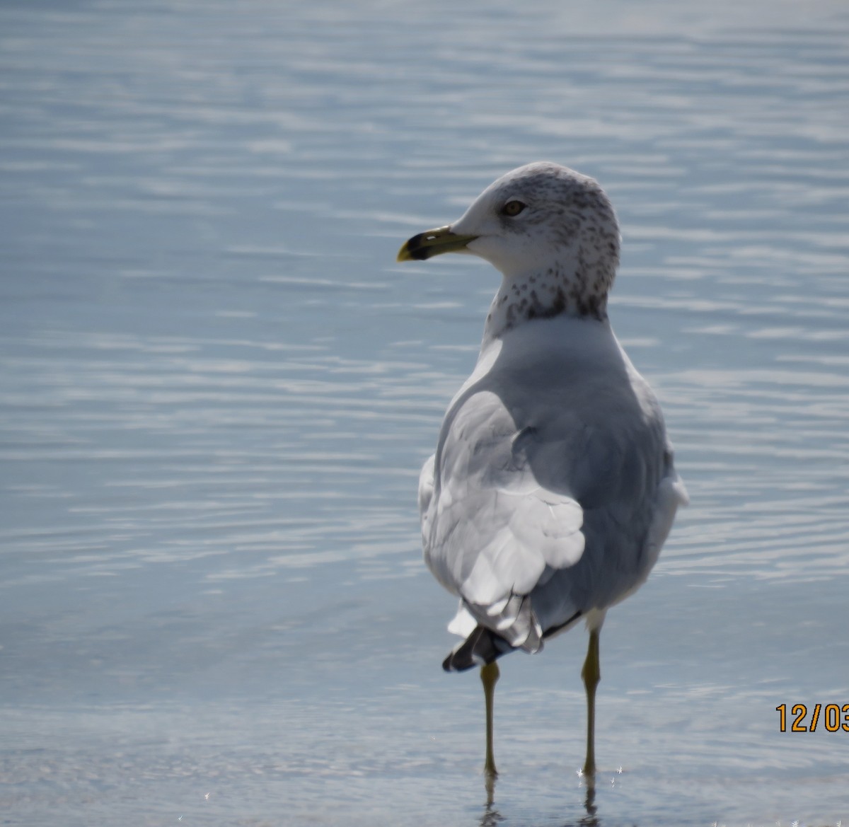 racek kroužkozobý - ML646307625