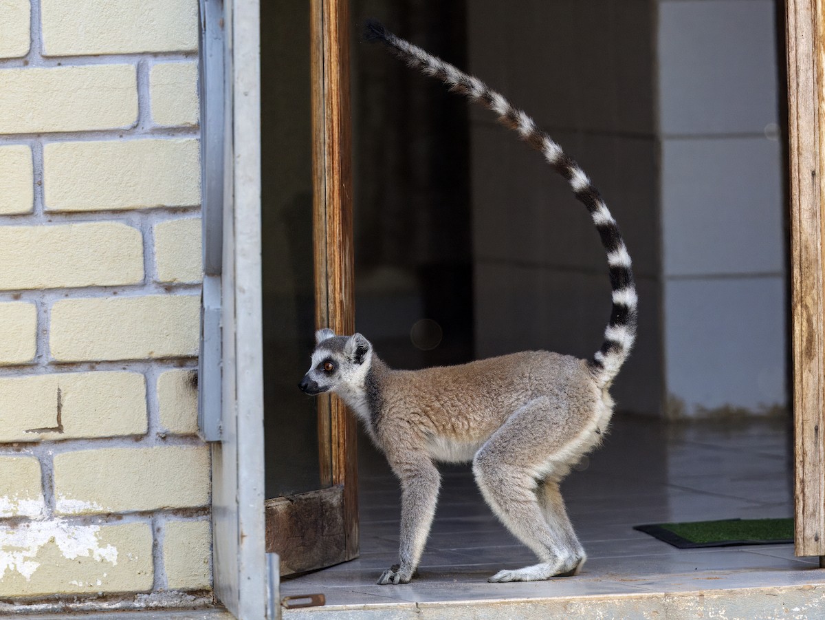 Mammals - ML646307628