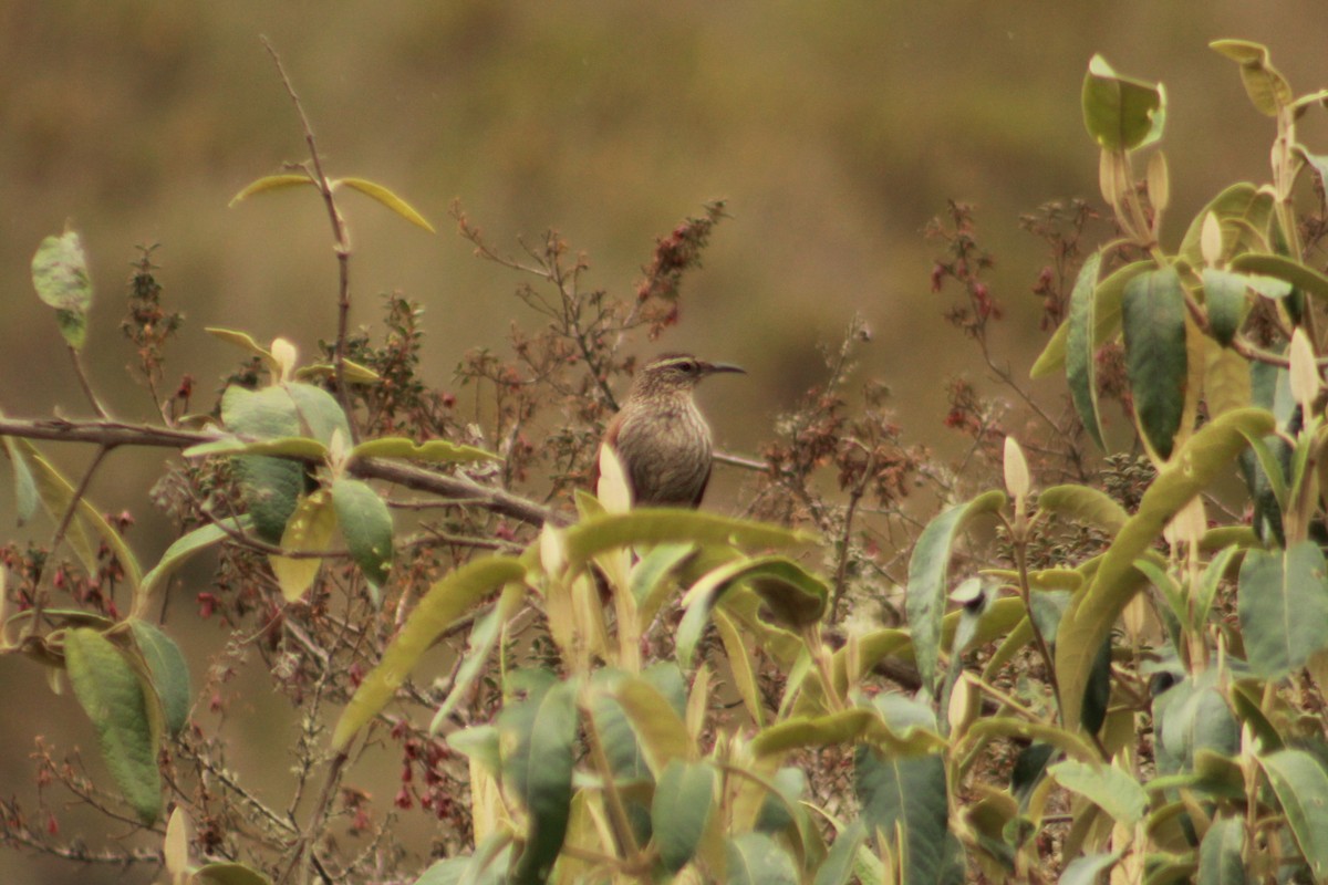Striated Earthcreeper - ML646307629