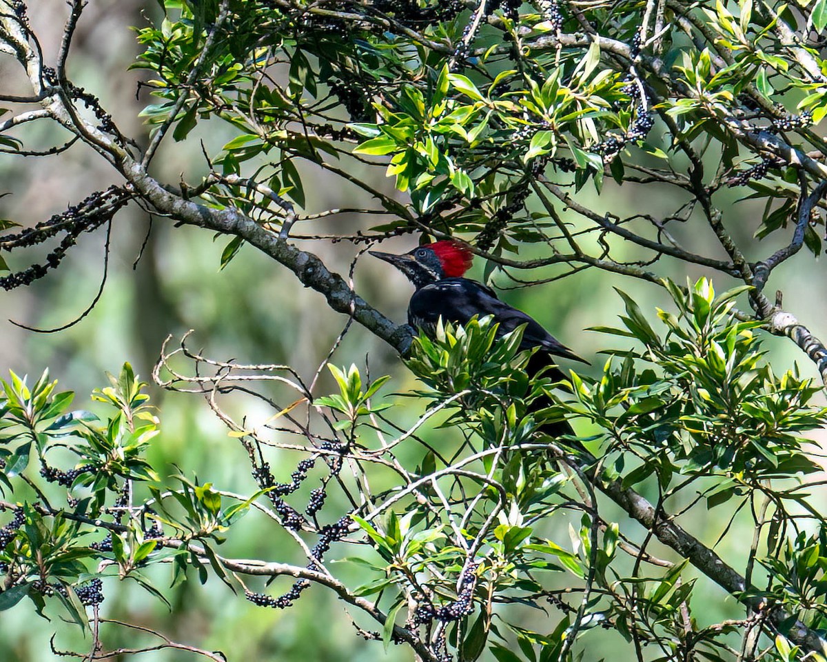 datel proužkovaný - ML646307630