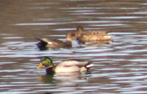 kopřivka obecná - ML646307631