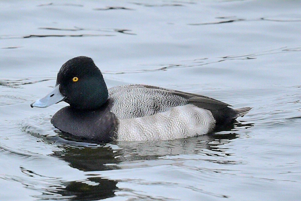 polák vlnkovaný - ML646307632