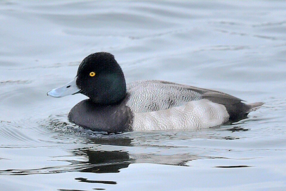 polák vlnkovaný - ML646307633