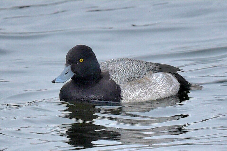 polák vlnkovaný - ML646307634