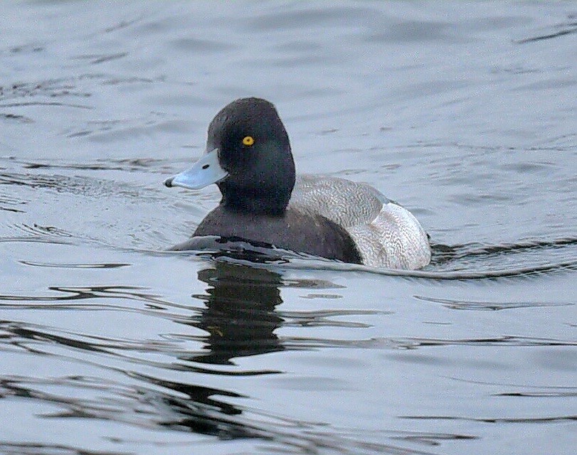 polák vlnkovaný - ML646307635