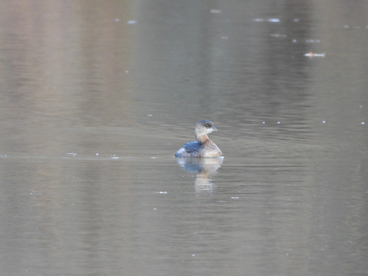 potápka americká - ML646307636