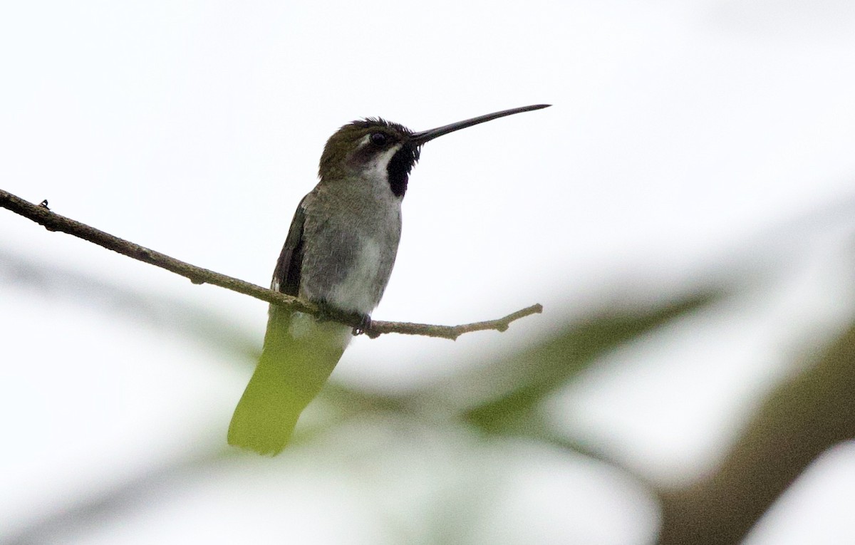 kolibřík hvězdohrdlý - ML646307637