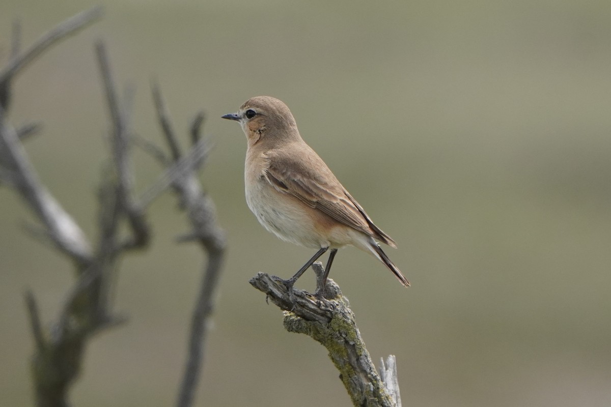 bělořit plavý - ML646307638