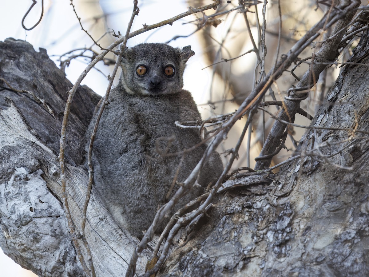 Mammals - ML646307640