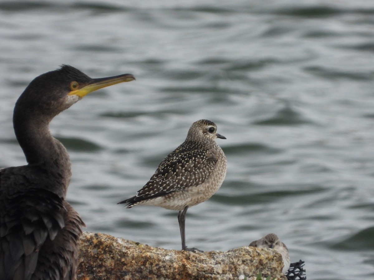 American Golden-Plover - ML646307641