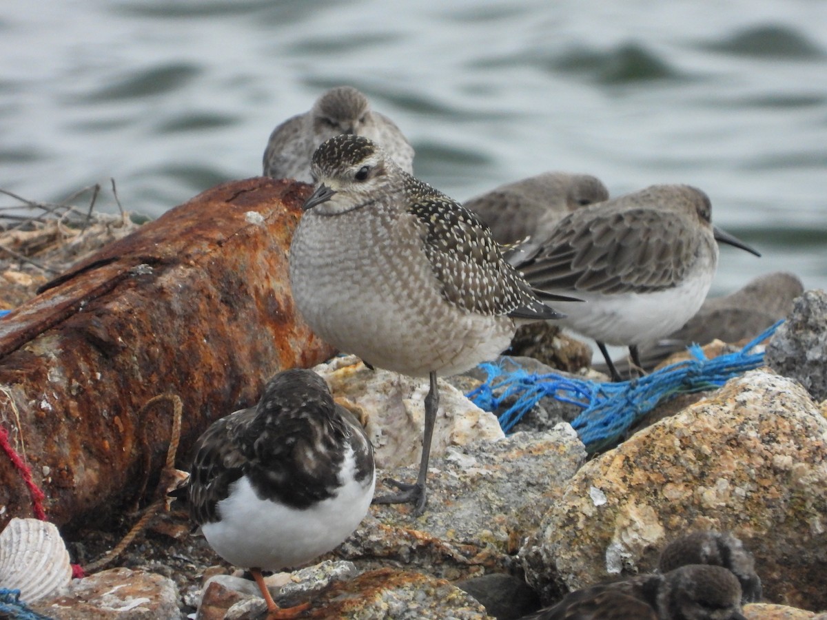 American Golden-Plover - ML646307642